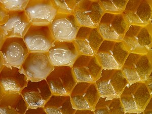 close up of uncapped hive with larvae--Page 3-cropped view of healthy larvae