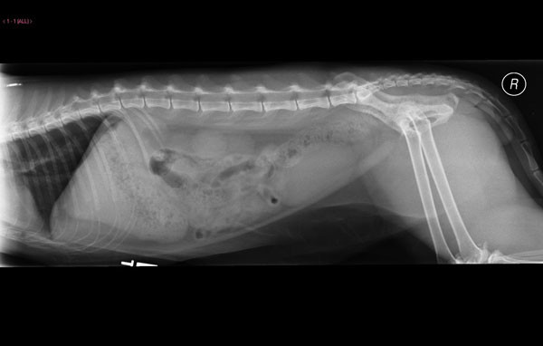 Feline Lateral radiograph