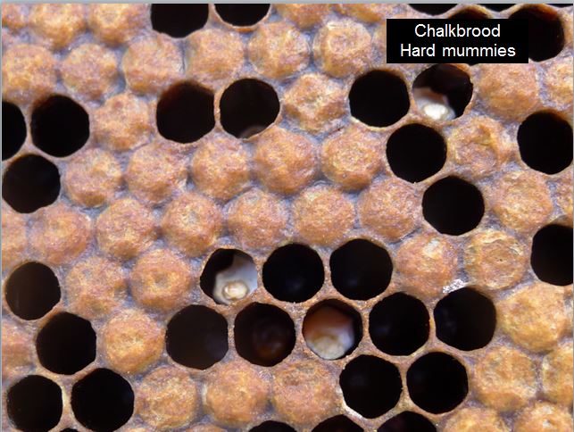 uncapped hive with chalkbrood