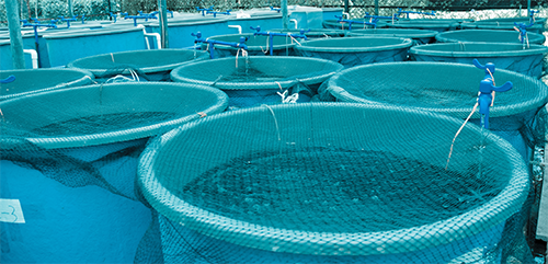 Buy Fish Feed Sepreading For Aquaculture Tank Large Plastic Fish