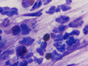 Canine pyoderma cytology slide