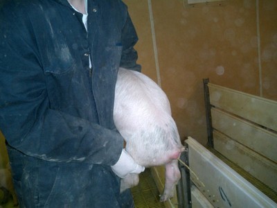 A farmer holding pig with irritated red anus