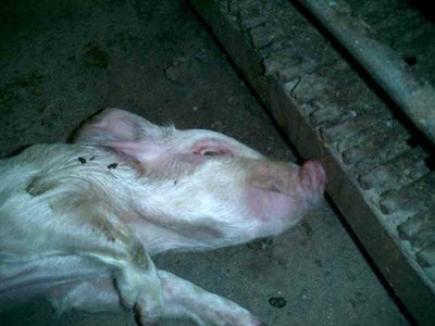 a dead thin pig