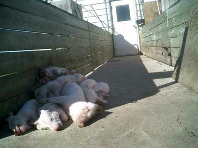 pile of dead pigs