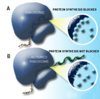 Protein synthesis is blocked if the ribosome is not altered