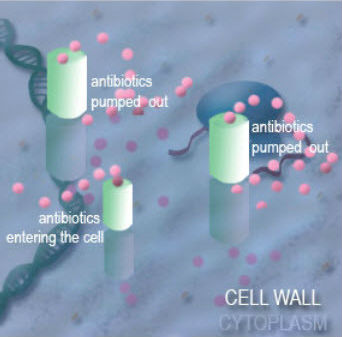 Cell Wall