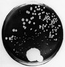 microbiologysociety.org 