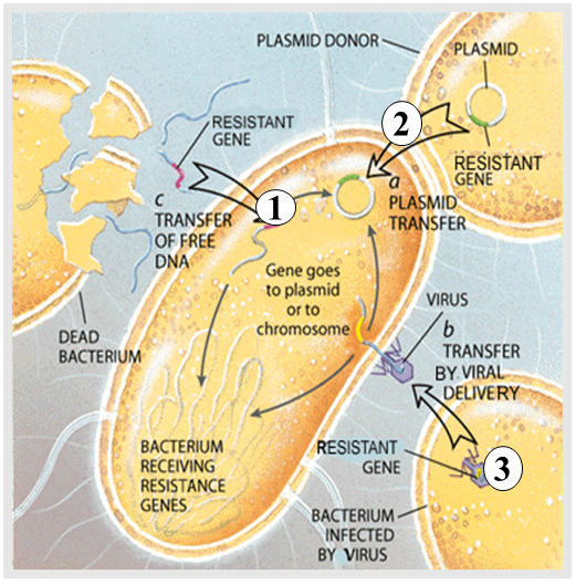 mechanisms of gene exchange conjugation