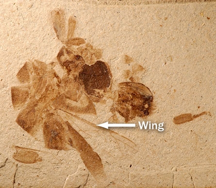 fossil of bee