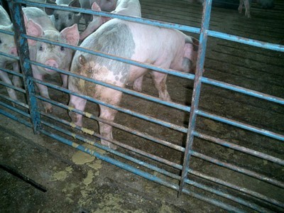 A pig with its back facing the fence has light brown diarrhea.
