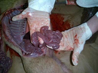 pig intestines being held