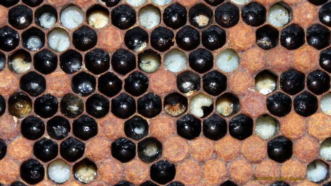 uncapped hive with some larva, black and covered cells