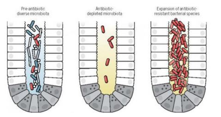 Antibiotics and intestinal microbiota