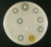 agar plate