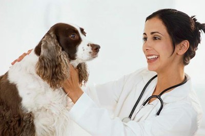 Veterinarian Dr. Colleen Murphy with Spaniel