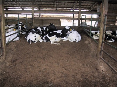 8 cows lying in barn