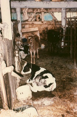 4 calves tied to wall